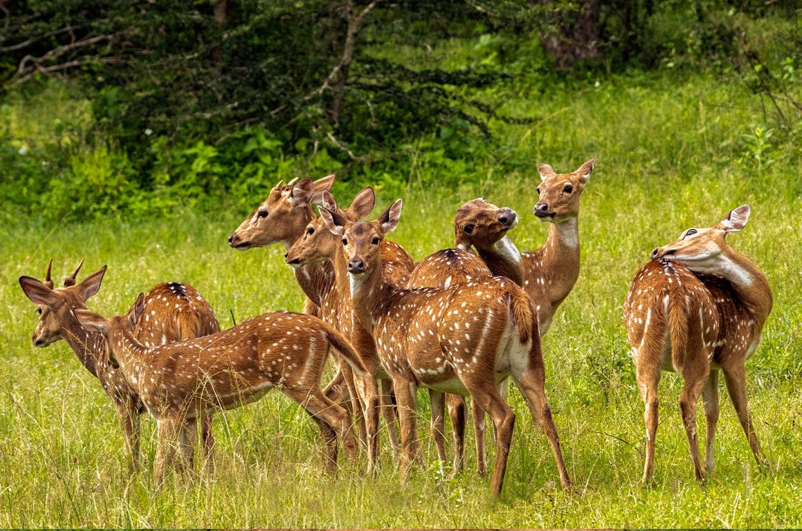Udawalawe National Park